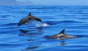 Avistamiento de delfines y ballenas en Puerto Calero